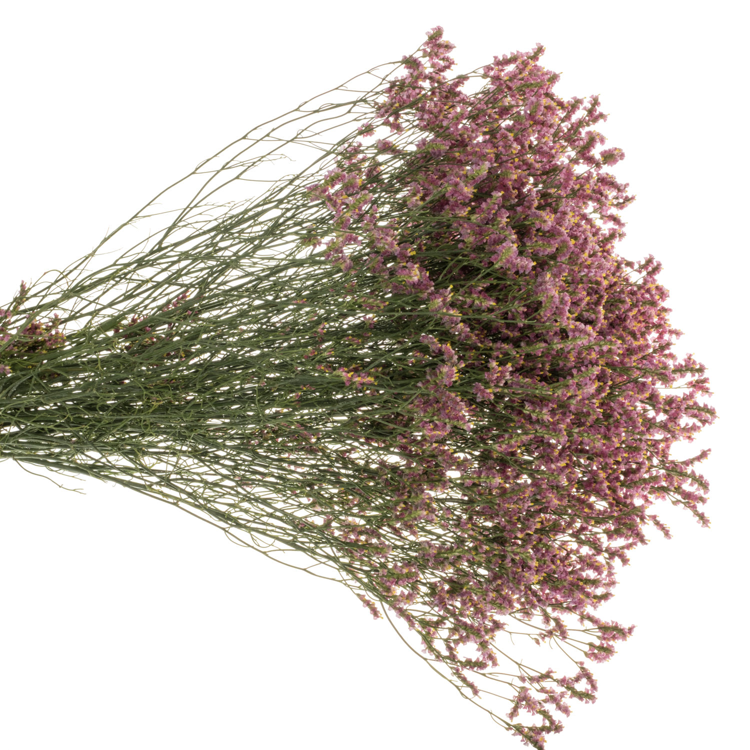 Limonium rot Scarlet Diamond 24 Gramm 75cm