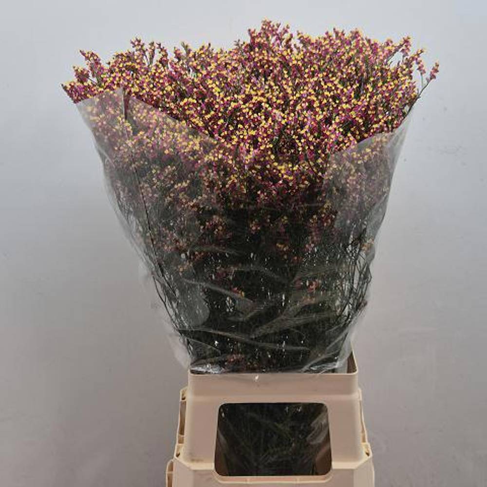 Limonium rot Scarlet Diamond 24 Gramm 75cm
