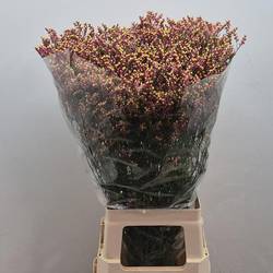 Limonium rot Scarlet Diamond 24 Gramm 75cm