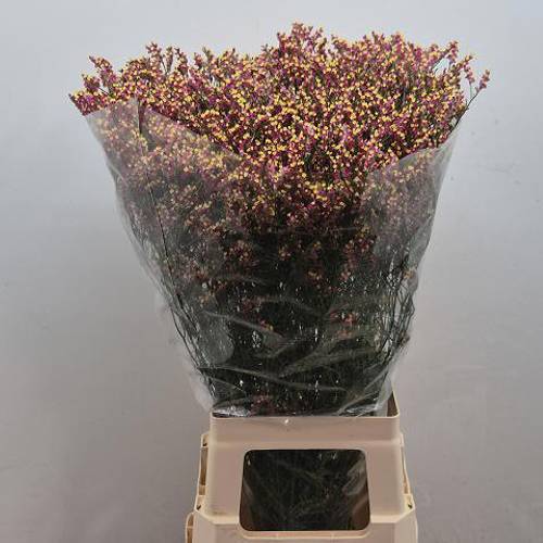 Limonium rot Scarlet Diamond 24 Gramm 75cm