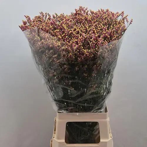 Limonium rot Scarlet Diamond 24 Gramm 75cm
