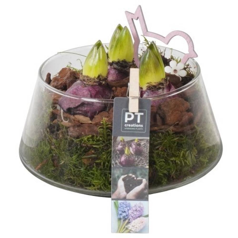 Hyazinthe.Arr PTHC9198 T18 H018