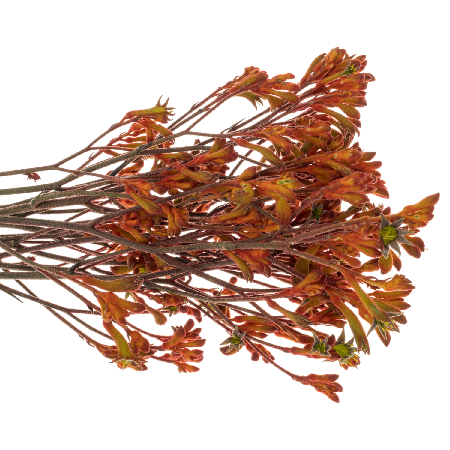 Kangeroo terrakotta Sienna Gold 80cm