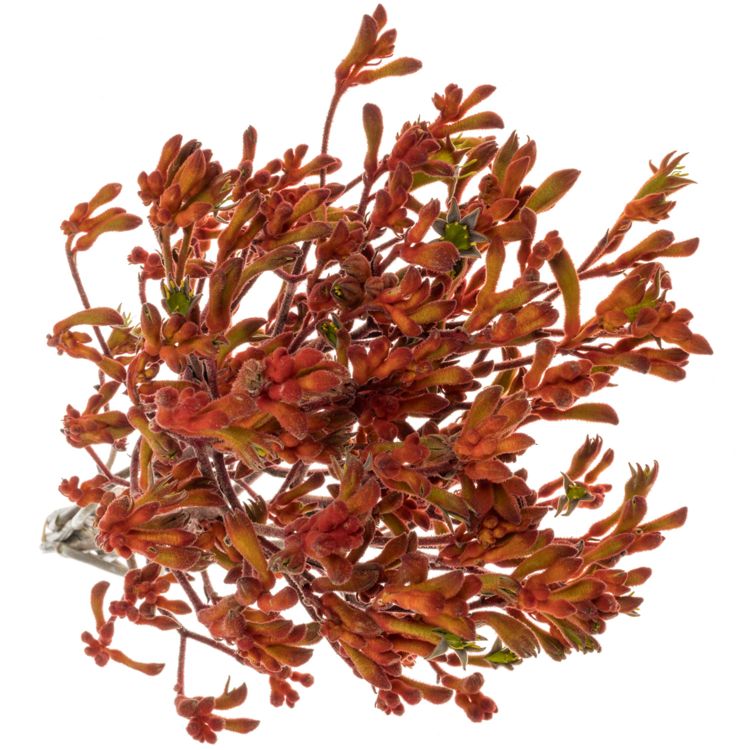 Kangeroo terrakotta Sienna Gold 80cm