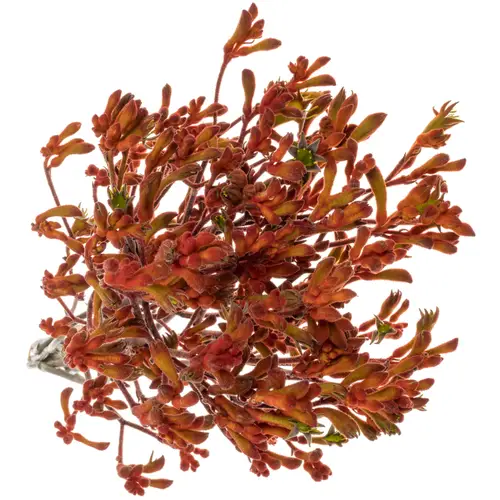 Kangeroo terrakotta Sienna Gold 80cm