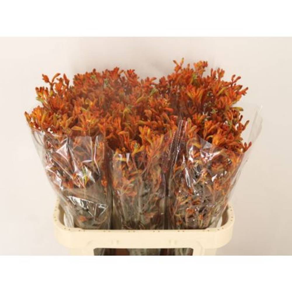 Kangeroo terrakotta Sienna Gold 80cm