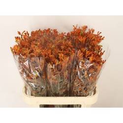 Kangeroo terrakotta Sienna Gold 80cm