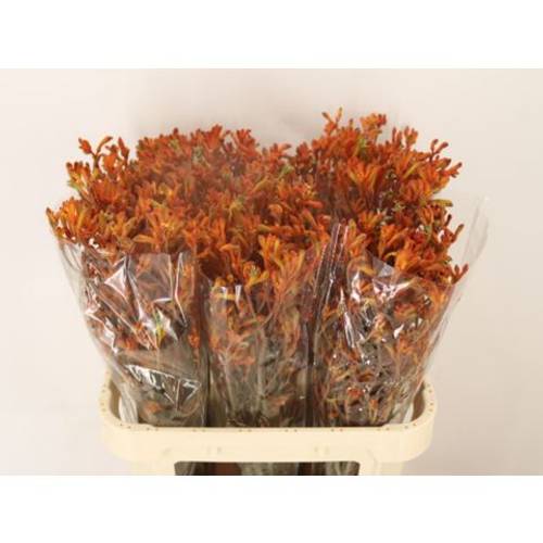 Kangeroo terrakotta Sienna Gold 80cm