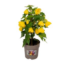 Abutilon gelb T15 H045