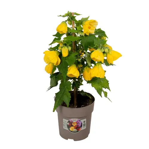 Abutilon gelb T15 H045
