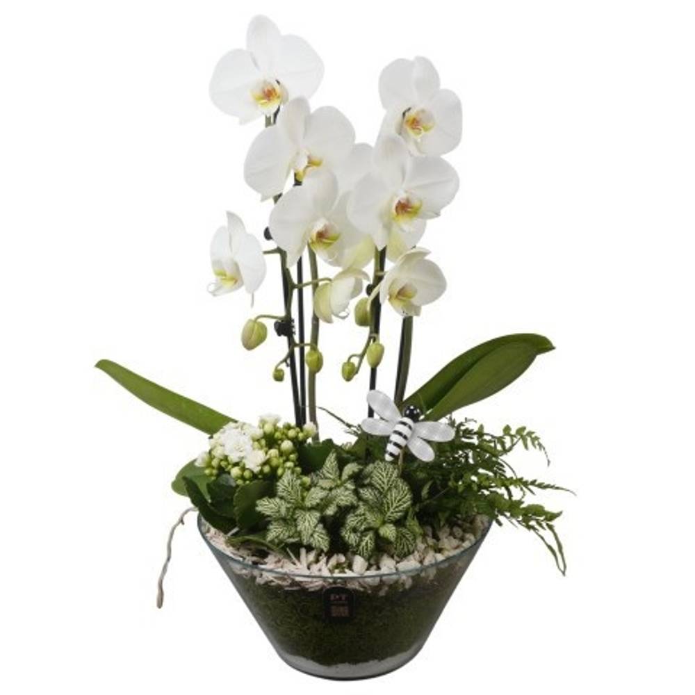 Phal.Arr PTIG2679 T26 H055
