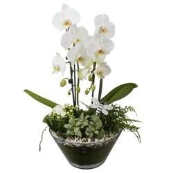 Phal.Arr PTIG2679 T26 H055