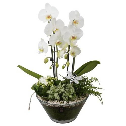 Phal.Arr PTIG2679 T26 H055