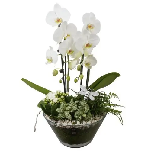 Phal.Arr PTIG2679 T26 H055