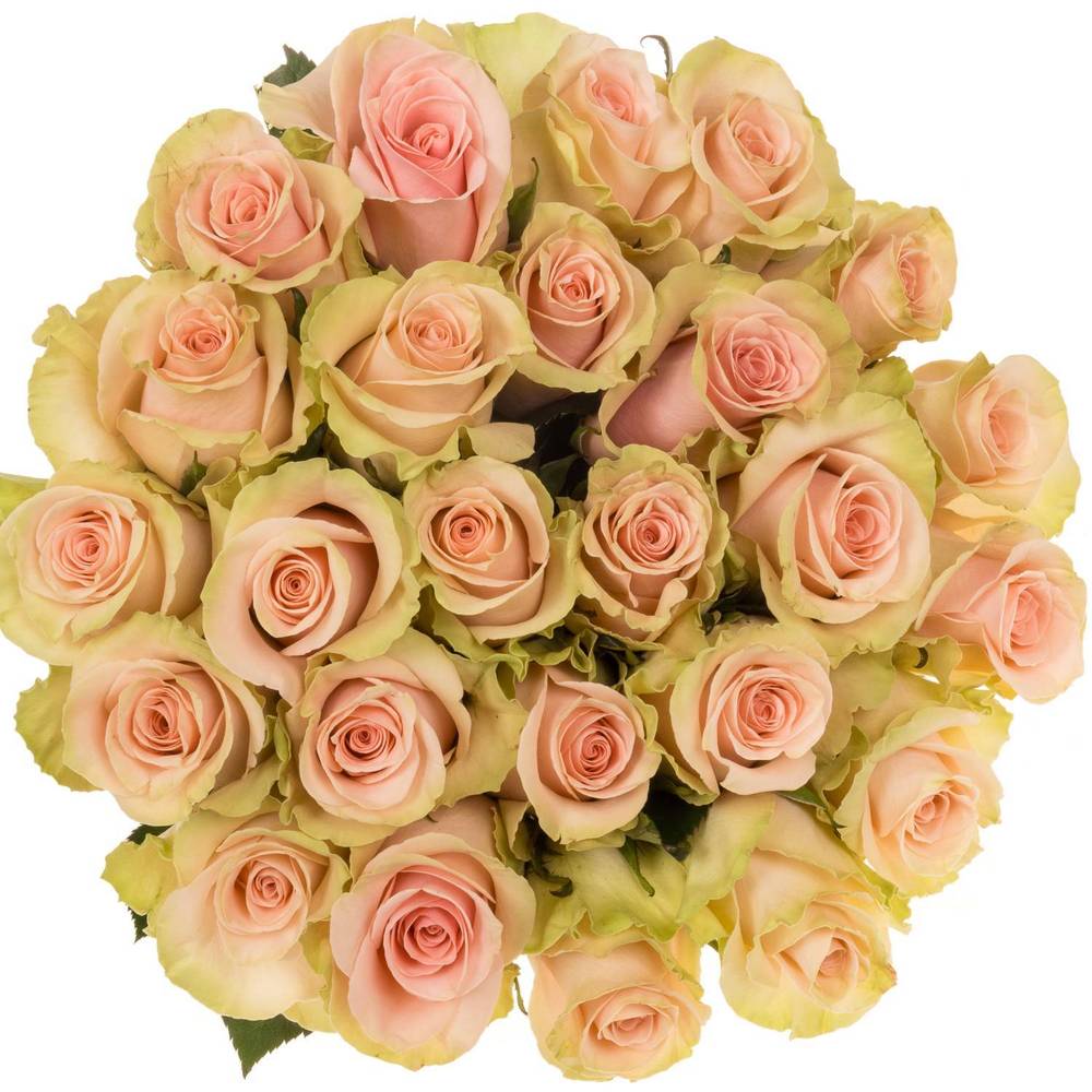 Rose rosa Absolute in Pink (Ec) 70cm