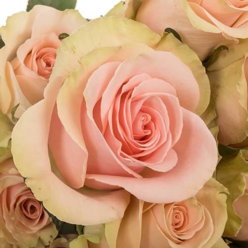 Rose rosa Absolute in Pink (Ec) 70cm