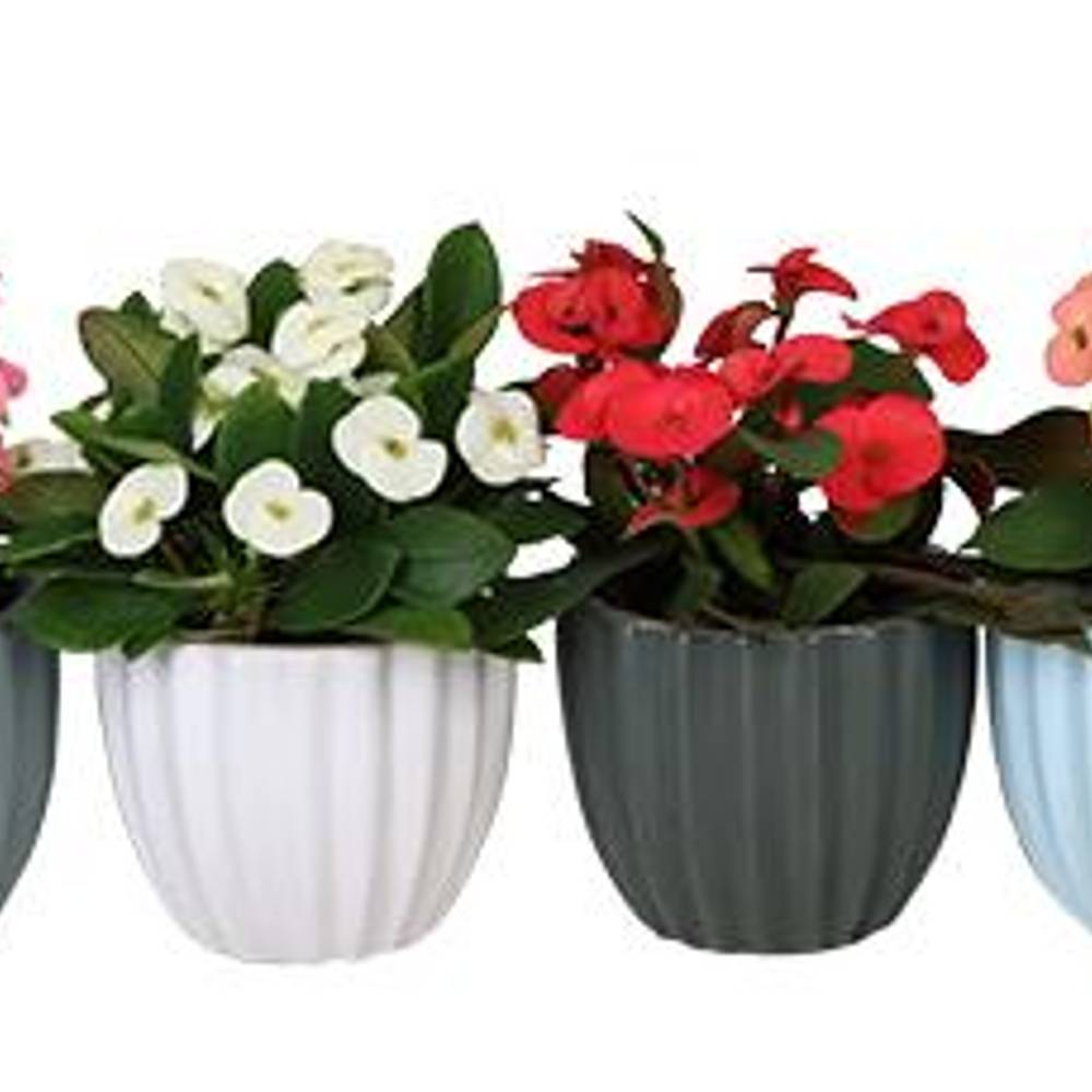 Euphorbia Milii mix Keramik I67031 T06 H013