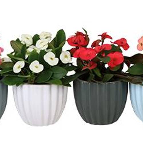 Euphorbia Milii mix Keramik I67031 T06 H013
