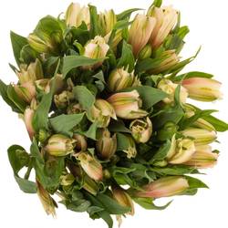 Alstroemerie apricot Dirty Dancing 50 Gramm 60cm