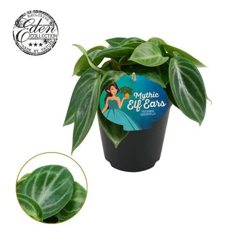 Peperomia Sarcophylla T15 H25