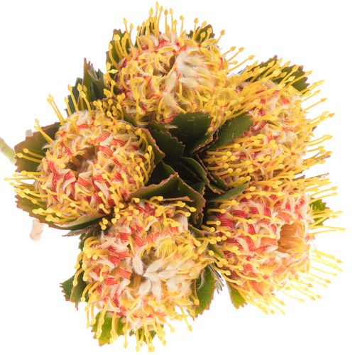 Nutans orange Veldfire 50cm
