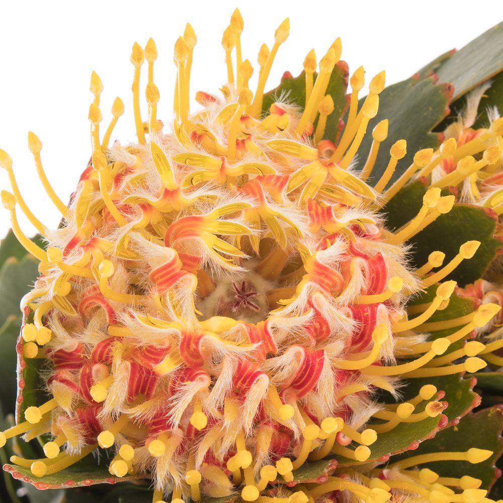 Nutans orange Veldfire 50cm