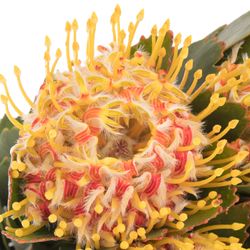 Nutans orange Veldfire 50cm