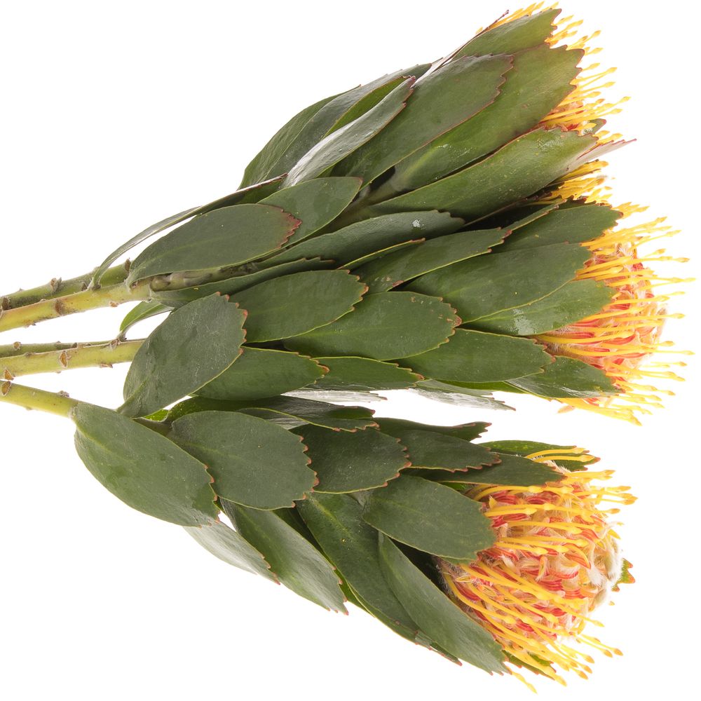 Nutans orange Veldfire 50cm