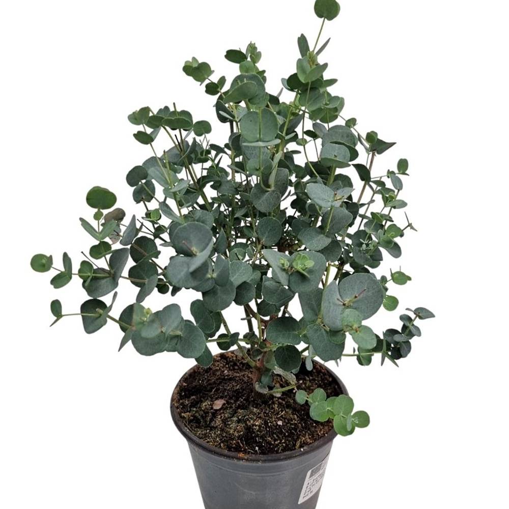 Eucalyptus Gunni Busch T14 H035