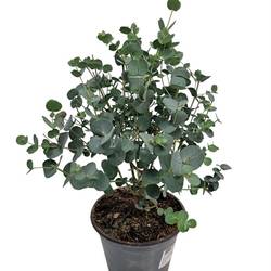 Eucalyptus Gunni Busch T14 H035