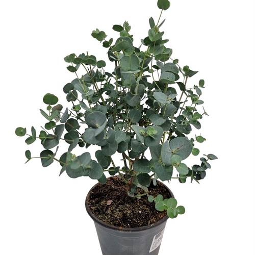 Eucalyptus Gunni Busch T14 H035