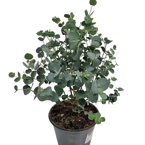 Eucalyptus Gunni Busch T14 H035
