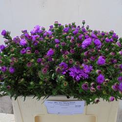 Aster violett 55cm