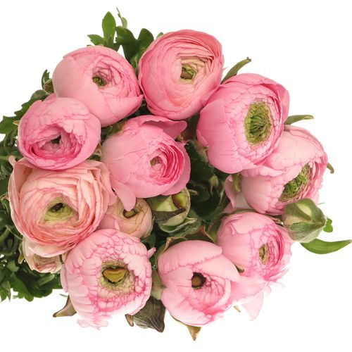 Ranunkel rosa hell 40cm Extra