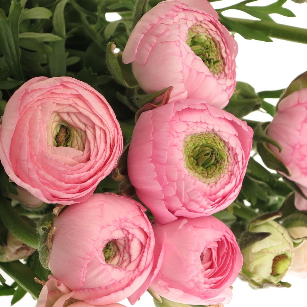 Ranunkel rosa hell 40cm Extra