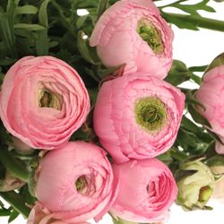 Ranunkel rosa hell 40cm Extra