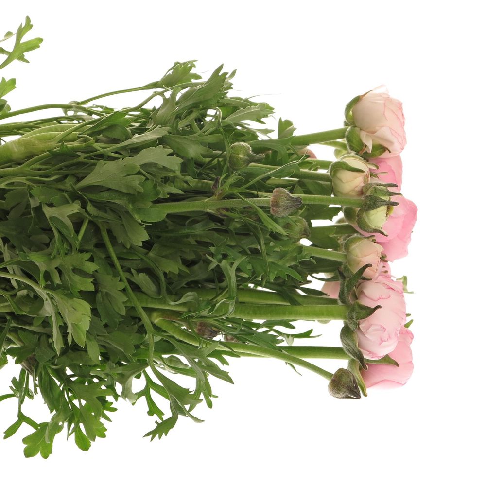 Ranunkel rosa hell 40cm Extra