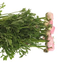 Ranunkel rosa hell 40cm Extra
