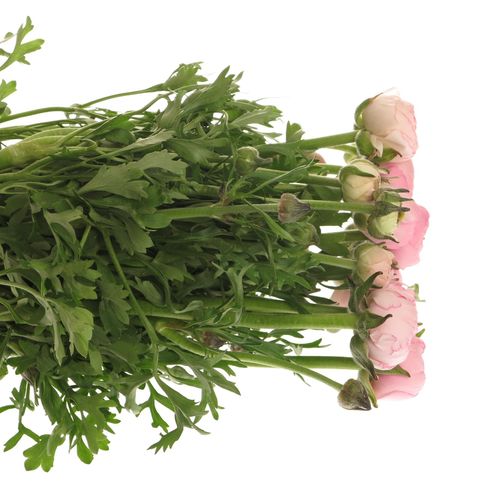 Ranunkel rosa hell 40cm Extra