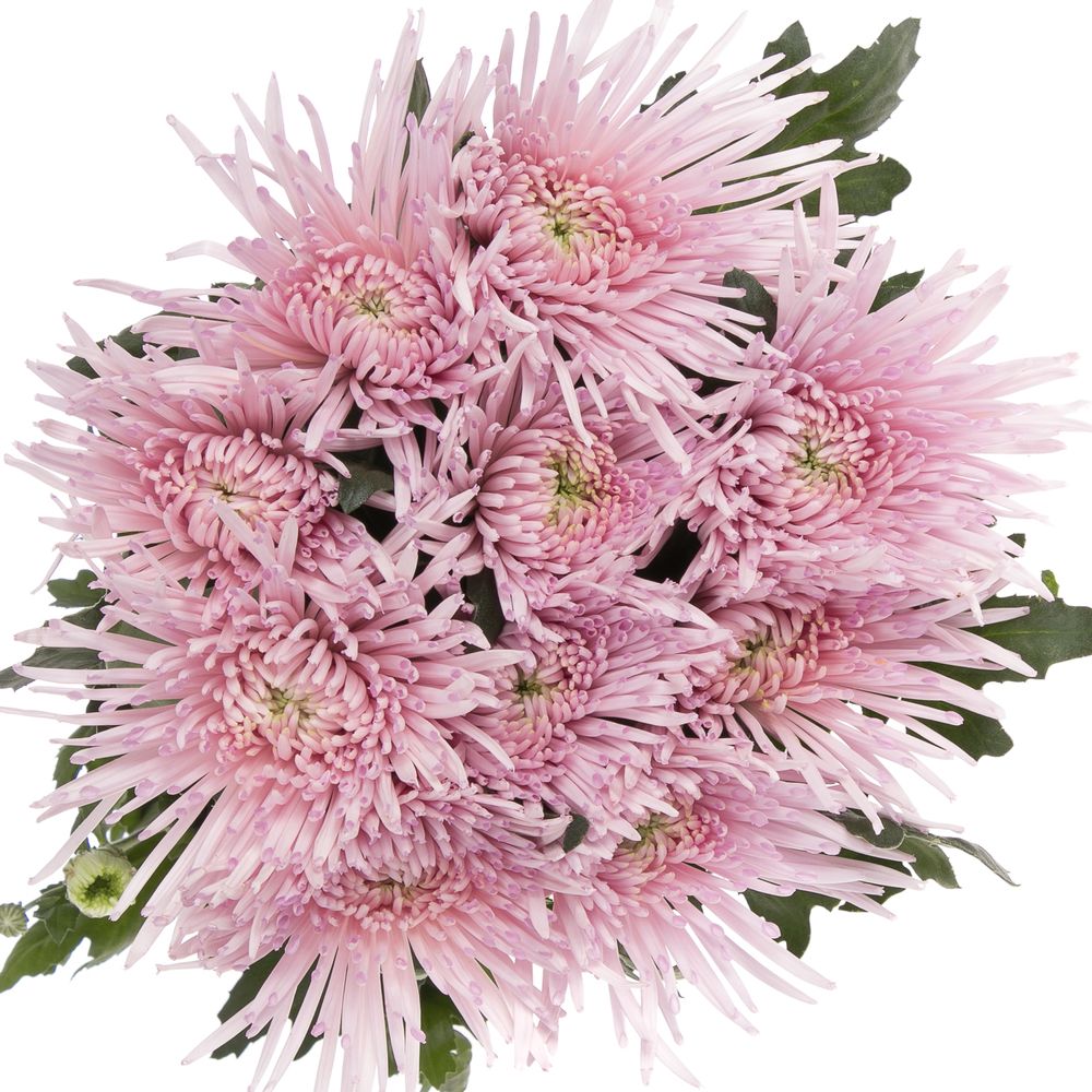Chrys.Deko rosa Capriool Spin 70 Gramm