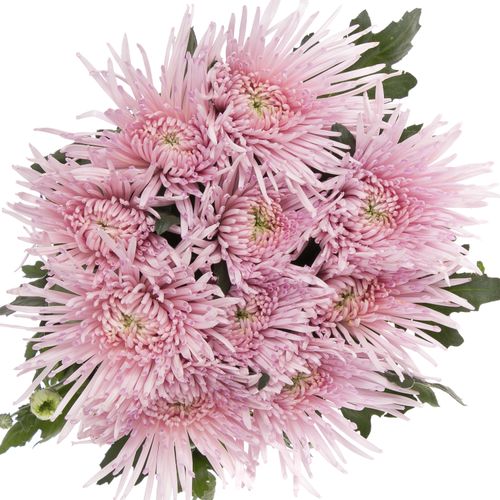 Chrys.Deko rosa Capriool Spin 70 Gramm