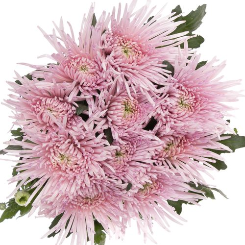Chrys.Deko rosa Capriool Spin 70 Gramm