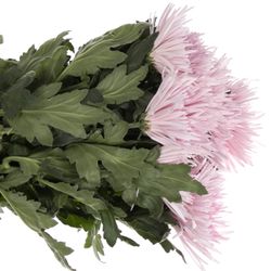 Chrys.Deko rosa Capriool Spin 70 Gramm