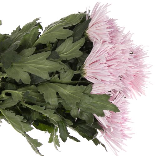 Chrys.Deko rosa Capriool Spin 70 Gramm