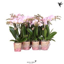 Phal.3-R rosa Kolibri T09 H40
