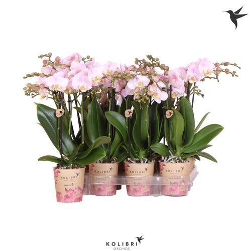Phal.3-R rosa Kolibri T09 H40