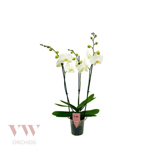 Phal.3-R weiss Inverness T12 H50