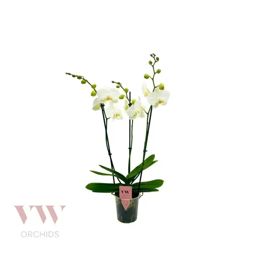 Phal.3-R weiss Inverness T12 H50