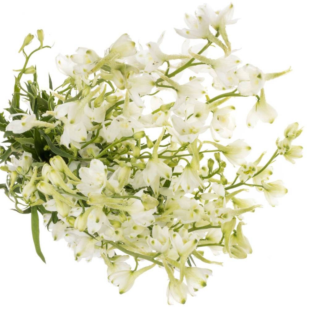 Delphinium weiss Guard 110cm