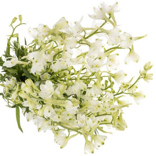 Delphinium weiss Guard 110cm